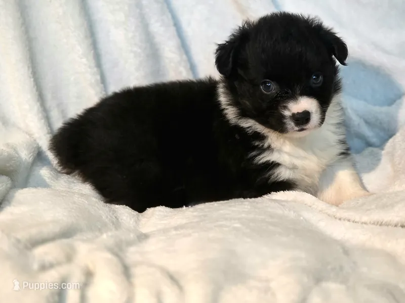 Rebecca  – Cardigan Welsh Corgi, Pembroke Welsh Corgi puppy for sale in Bradenton, FL