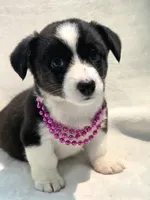 Unicorn ( bluie, pink carrier dm clear), a female Cardigan Welsh Corgi for sale in Bradenton, FL – 9 of 10