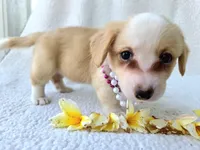 Bubble gum. Mother's day special! , a female Cardigan Welsh Corgi for sale in Bradenton, FL – Photo 9 of 10