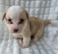 Bubble gum, a female Cardigan Welsh Corgi for sale in Bradenton, FL – Photo 5 of 10