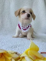 Bubble gum. Mother's day special! , a female Cardigan Welsh Corgi for sale in Bradenton, FL – Photo 7 of 10