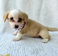 Bubble gum. Mother's day special! , a female Cardigan Welsh Corgi for sale in Bradenton, FL – Photo 10 of 10
