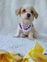 Bubble gum. Mother's day special! , a female Cardigan Welsh Corgi for sale in Bradenton, FL – Photo 8 of 10