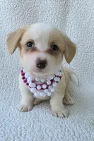 Bubble gum. Mother's day special! , a female Cardigan Welsh Corgi for sale in Bradenton, FL – Photo 4 of 10