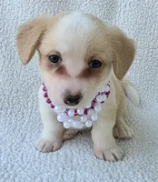 Bubble gum. Mother's day special! , a female Cardigan Welsh Corgi for sale in Bradenton, FL – Photo 2 of 10