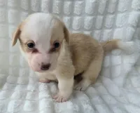 Bubble gum, a female Cardigan Welsh Corgi for sale in Bradenton, FL – Photo 10 of 10