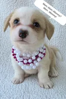 Bubble gum. Mother's day special! , a female Cardigan Welsh Corgi for sale in Bradenton, FL – Photo 1 of 10