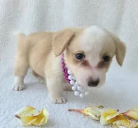 Bubble gum. Mother's day special! , a female Cardigan Welsh Corgi for sale in Bradenton, FL – Photo 5 of 10