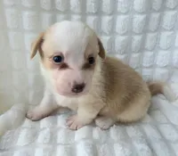 Bubble gum, a female Cardigan Welsh Corgi for sale in Bradenton, FL – Photo 9 of 10