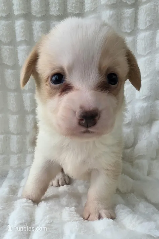 Bubble gum – Cardigan Welsh Corgi puppy for sale in Bradenton, FL