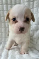 Bubble gum, a female Cardigan Welsh Corgi for sale in Bradenton, FL – Photo 1 of 10