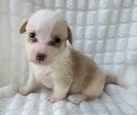 Bubble gum, a female Cardigan Welsh Corgi for sale in Bradenton, FL – Photo 6 of 10