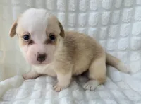 Bubble gum, a female Cardigan Welsh Corgi for sale in Bradenton, FL – Photo 2 of 10