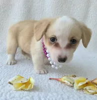 Bubble gum. Mother's day special! , a female Cardigan Welsh Corgi for sale in Bradenton, FL – Photo 6 of 10