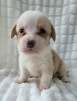 Bubble gum, a female Cardigan Welsh Corgi for sale in Bradenton, FL – Photo 3 of 10