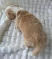 Bubble gum, a female Cardigan Welsh Corgi for sale in Bradenton, FL – Photo 7 of 10