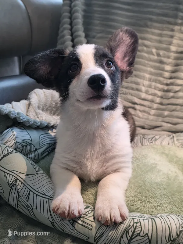Sherpa – Cardigan Welsh Corgi, Pembroke Welsh Corgi puppy for sale in Bradenton, FL