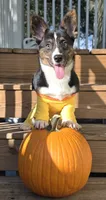 Wookie, a female Cardigan Welsh Corgi and Pembroke Welsh Corgi for sale in Bradenton, FL – 8 of 10