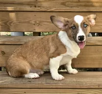 Sherlock! , a male Cardigan Welsh Corgi and Pembroke Welsh Corgi for sale in Bradenton, FL – 3 of 10