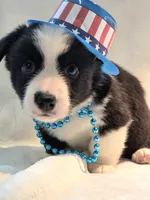 Valor, a female Cardigan Welsh Corgi and Pembroke Welsh Corgi for sale in Bradenton, FL – 2 of 10
