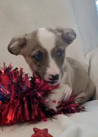 Sherlock! , a male Cardigan Welsh Corgi and Pembroke Welsh Corgi for sale in Bradenton, FL – 6 of 10