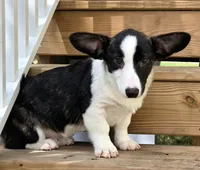 Sherpa, a male Cardigan Welsh Corgi and Pembroke Welsh Corgi for sale in Bradenton, FL – 5 of 10