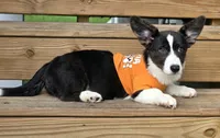 Unicorn 4pet ( bluie, pink carrier dm clear) pet, a female Cardigan Welsh Corgi for sale in Bradenton, FL – 5 of 10