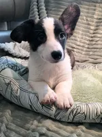 Sherpa, a male Cardigan Welsh Corgi and Pembroke Welsh Corgi for sale in Bradenton, FL – 5 of 10