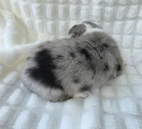 Sully , a male Cardigan Welsh Corgi and Pembroke Welsh Corgi for sale in Bradenton, FL – Photo 10 of 10