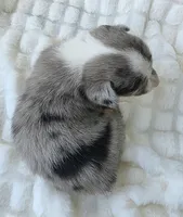 Sully , a male Cardigan Welsh Corgi and Pembroke Welsh Corgi for sale in Bradenton, FL – Photo 6 of 10