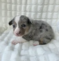 Sully , a male Cardigan Welsh Corgi and Pembroke Welsh Corgi for sale in Bradenton, FL – Photo 3 of 10