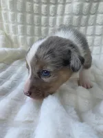 Sully , a male Cardigan Welsh Corgi and Pembroke Welsh Corgi for sale in Bradenton, FL – Photo 7 of 10