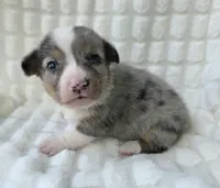 Sully , a male Cardigan Welsh Corgi and Pembroke Welsh Corgi for sale in Bradenton, FL – Photo 5 of 10