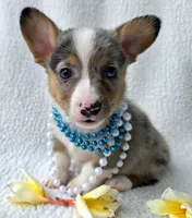Sully  Mother's day special , a male Cardigan Welsh Corgi and Pembroke Welsh Corgi for sale in Bradenton, FL – Photo 3 of 10