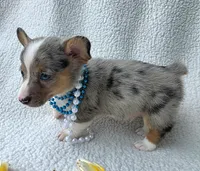 Sully  Mother's day special , a male Cardigan Welsh Corgi and Pembroke Welsh Corgi for sale in Bradenton, FL – Photo 10 of 10