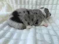 Sully , a male Cardigan Welsh Corgi and Pembroke Welsh Corgi for sale in Bradenton, FL – Photo 9 of 10