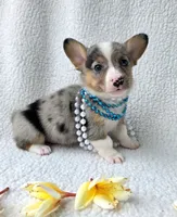 Sully  Mother's day special , a male Cardigan Welsh Corgi and Pembroke Welsh Corgi for sale in Bradenton, FL – Photo 9 of 10