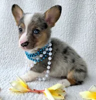 Sully  Mother's day special , a male Cardigan Welsh Corgi and Pembroke Welsh Corgi for sale in Bradenton, FL – Photo 4 of 10
