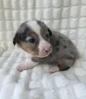 Sully , a male Cardigan Welsh Corgi and Pembroke Welsh Corgi for sale in Bradenton, FL – Photo 2 of 10