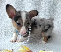 Sully  Mother's day special , a male Cardigan Welsh Corgi and Pembroke Welsh Corgi for sale in Bradenton, FL – Photo 7 of 10