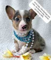 Sully  Mother's day special , a male Cardigan Welsh Corgi and Pembroke Welsh Corgi for sale in Bradenton, FL – Photo 1 of 10