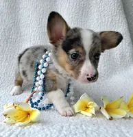 Sully  Mother's day special , a male Cardigan Welsh Corgi and Pembroke Welsh Corgi for sale in Bradenton, FL – Photo 5 of 10
