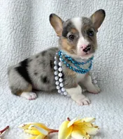 Sully  Mother's day special , a male Cardigan Welsh Corgi and Pembroke Welsh Corgi for sale in Bradenton, FL – Photo 8 of 10