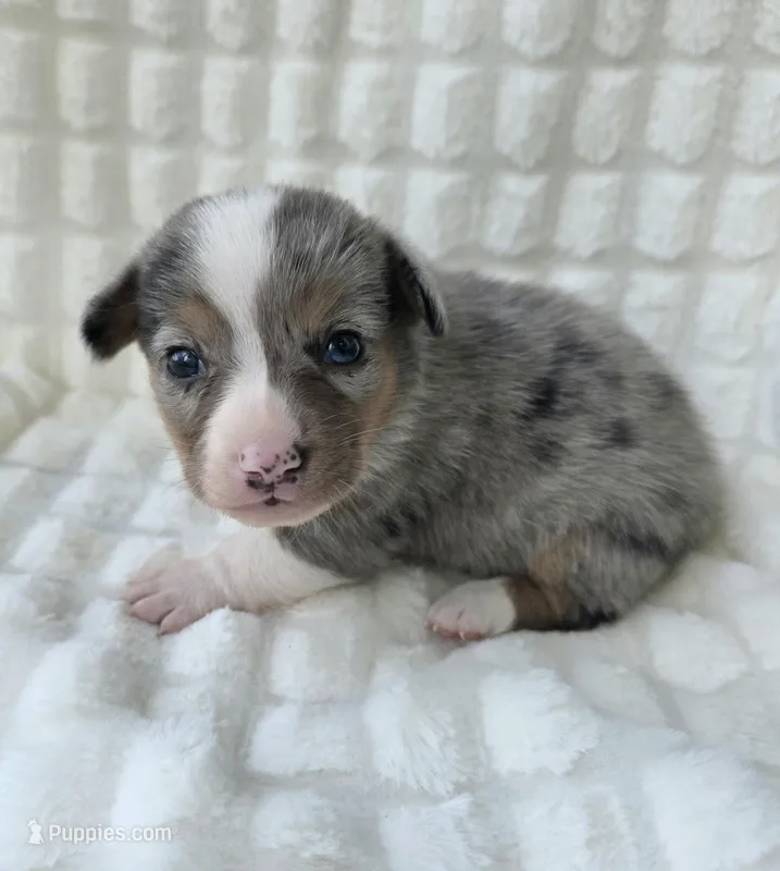 Sully  – Cardigan Welsh Corgi, Pembroke Welsh Corgi puppy for sale in Bradenton, FL