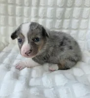 Sully , a male Cardigan Welsh Corgi and Pembroke Welsh Corgi for sale in Bradenton, FL – Photo 8 of 10