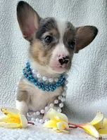 Sully  Mother's day special , a male Cardigan Welsh Corgi and Pembroke Welsh Corgi for sale in Bradenton, FL – Photo 6 of 10