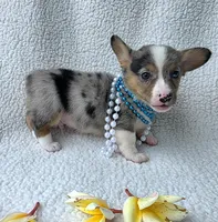 Sully  Mother's day special , a male Cardigan Welsh Corgi and Pembroke Welsh Corgi for sale in Bradenton, FL – Photo 2 of 10