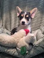Tiberius  kurk , a male Cardigan Welsh Corgi and Pembroke Welsh Corgi for sale in Bradenton, FL – 7 of 10