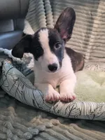 Sherpa, a male Cardigan Welsh Corgi and Pembroke Welsh Corgi for sale in Bradenton, FL – 3 of 10