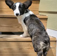 Sherpa, a male Cardigan Welsh Corgi and Pembroke Welsh Corgi for sale in Bradenton, FL – 6 of 10